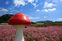 《花伞》