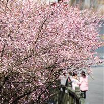 梅花下