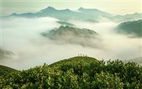 高山云雾茶