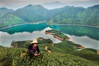 采茶于秀美山水间