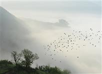 鸟度屏风里