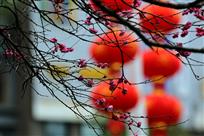 《红梅迎佳节》