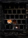 古宅萌猫