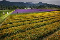 花海汾口