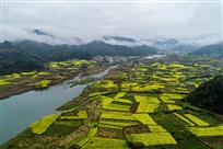 花开两岸