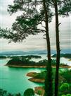 松下观千岛