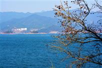 临湖美景