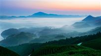 茶园晨曦