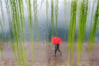 江南春雨