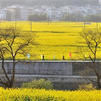 金色田野