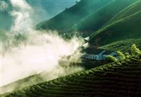 龙腾茶园