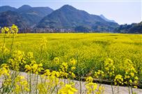 千岛湖油菜花