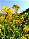 《油菜花开》