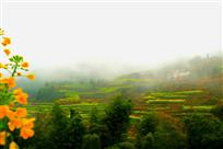 《雾锁茶山》
