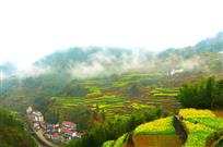 《雨后茶山》