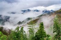 梦醉山竹
