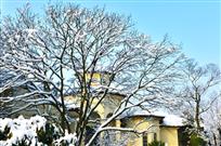 天屿雪后景致