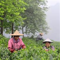 茶香伴