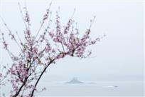桃花含笑送春来