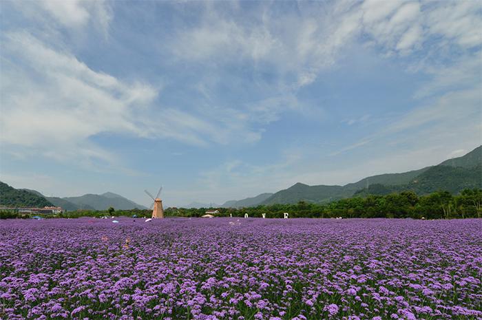 马鞭草-1 作品描述 拍摄地点 临海江南街道上江村百花园 拍摄
