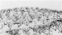 雪中桃树