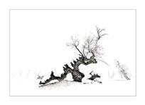 春雪