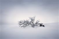雪之恋歌
