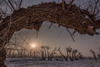 雪霁怪柳