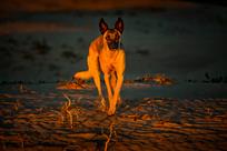 《大漠爱犬》