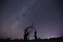 星空 怪柳