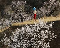 山花烂漫