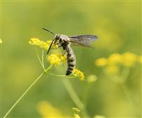 蜂之恋