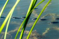 锦鳞游泳