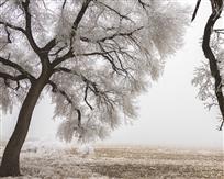 三月杨花雪