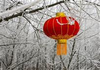 一夜霜雪
