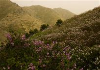 漫山开满丁香花