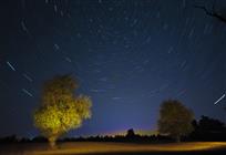 怪柳林夜空
