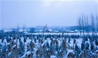 作品名；晨雪中的小山村