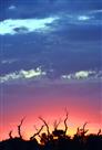 夕阳映怪柳