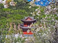 青龙寺