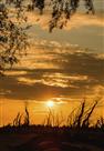 怪柳夕阳美如画