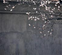 杏花开