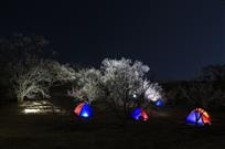 杏树里帐篷2