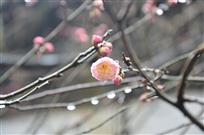 春梅