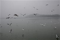 水鸽