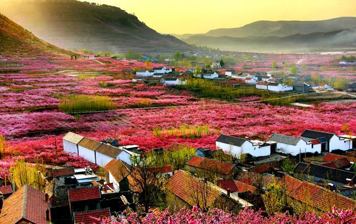 下一页 作品名称: 桃花盛开沂蒙山  作品描述:   拍摄地点: 山东蒙阴